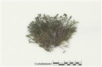 藏品(光萼蘚屬)的圖片